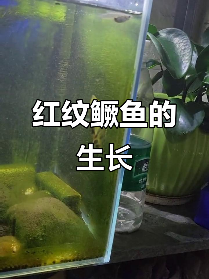 红纹鳜鱼成长记:从入缸到喂食全过程