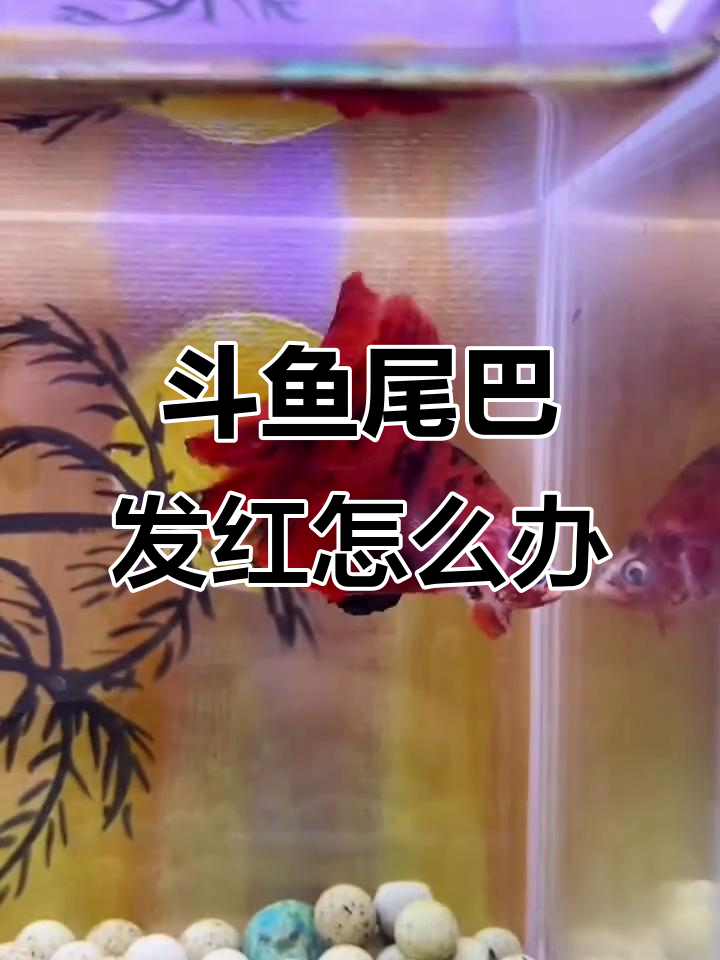 斗鱼烧尾裂尾?这款专用鱼粉帮你快速恢复健康