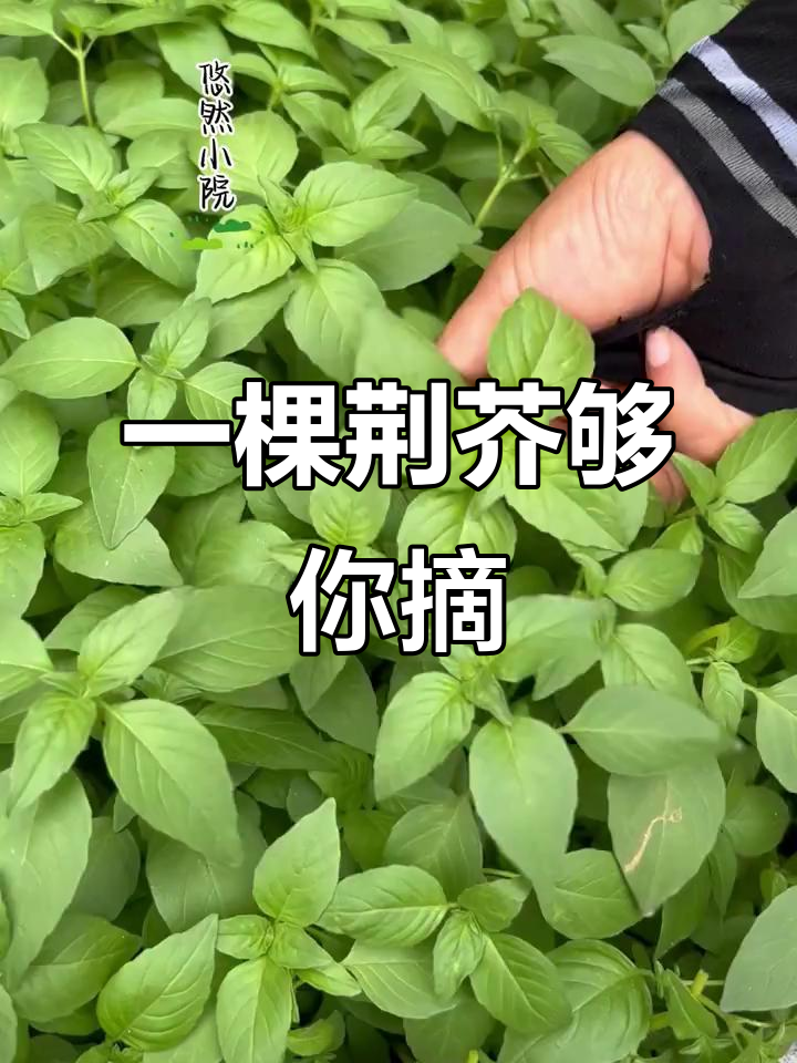 河南荆芥:种一次吃一年,阳台也能搞定