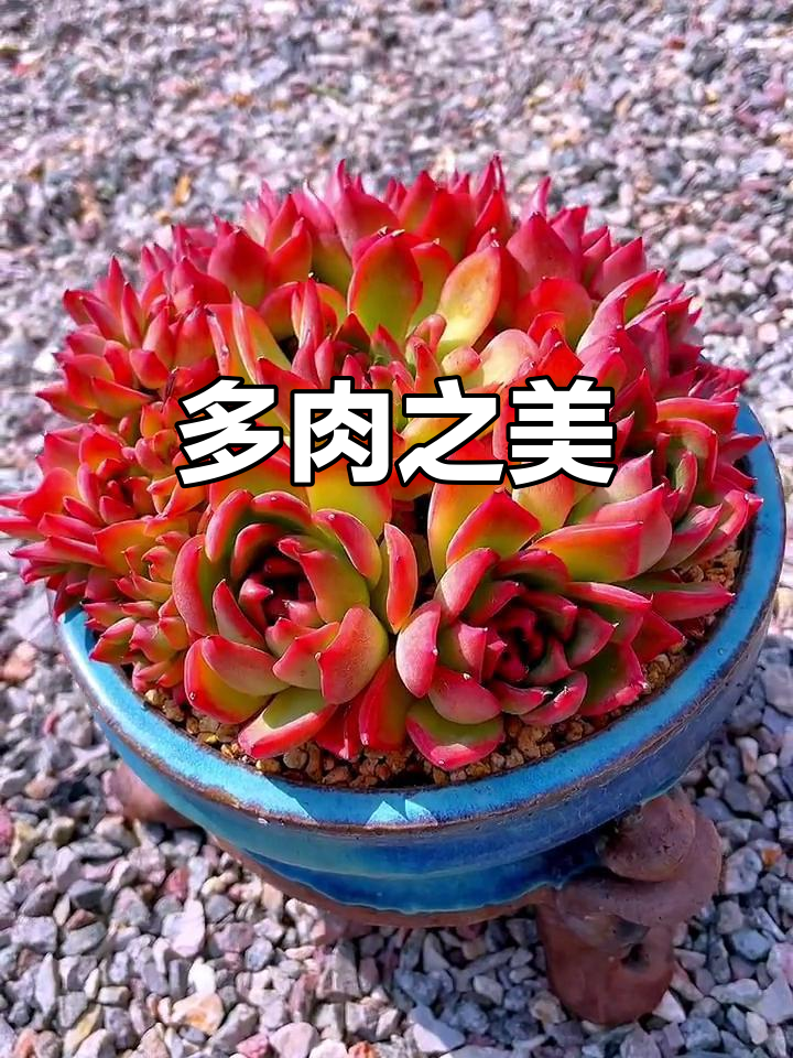 一起养多肉,弗洛瑞安娜的美让我心动,名字也超有魅力!
