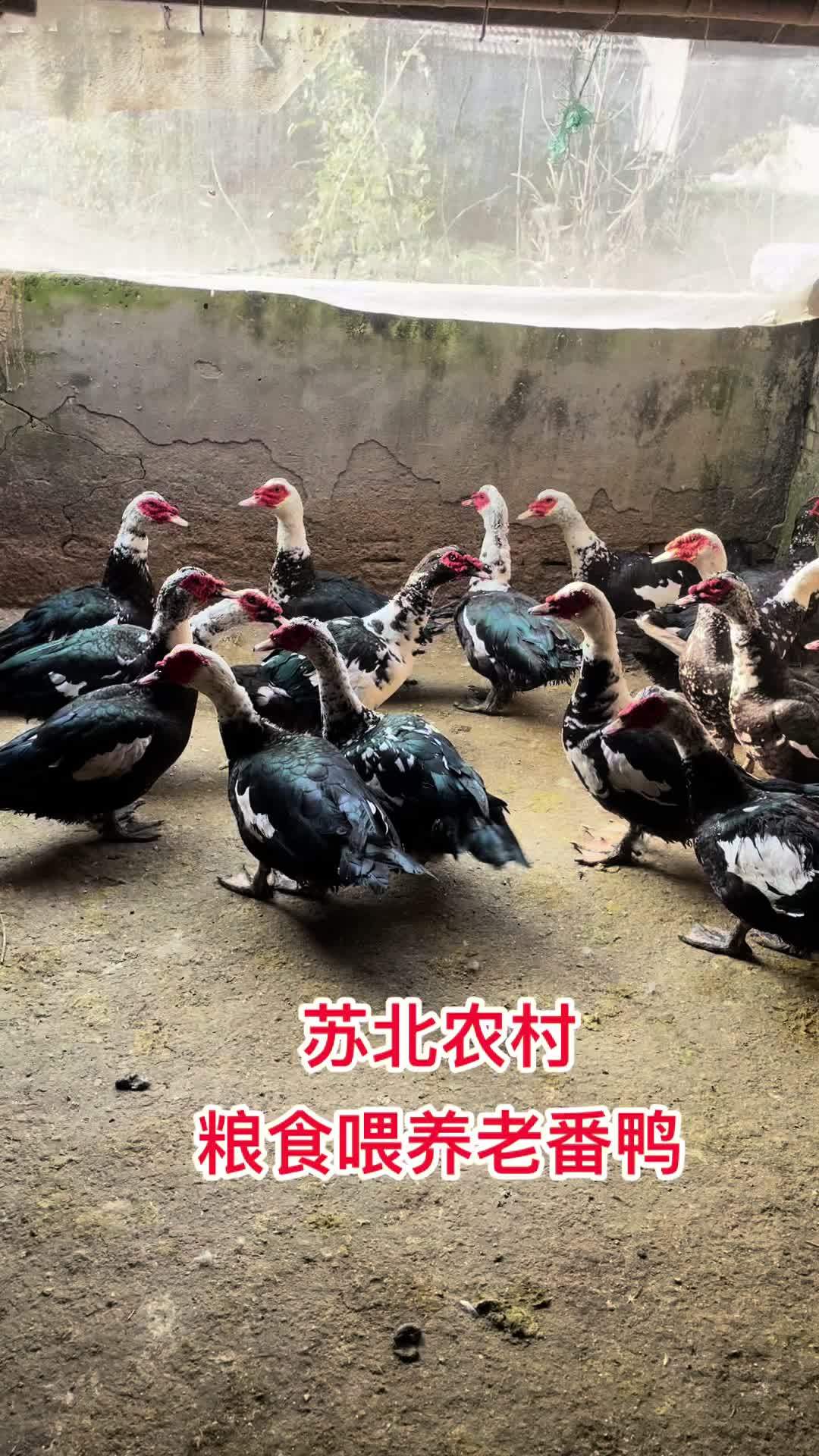 今天3年老公发鸭数量不多需要预定 生态散养 散养 番鸭 农产品 农村散养土鸡土鸭