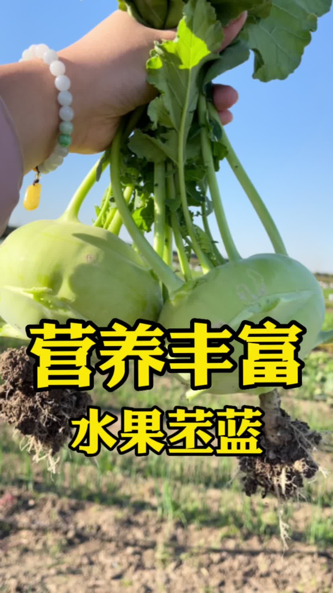 可以当水果吃的高端甘蓝品种苤蓝生吃凉拌腌咸菜都可以