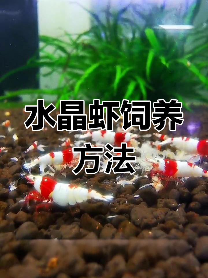 水晶虾繁殖条件与养殖技巧