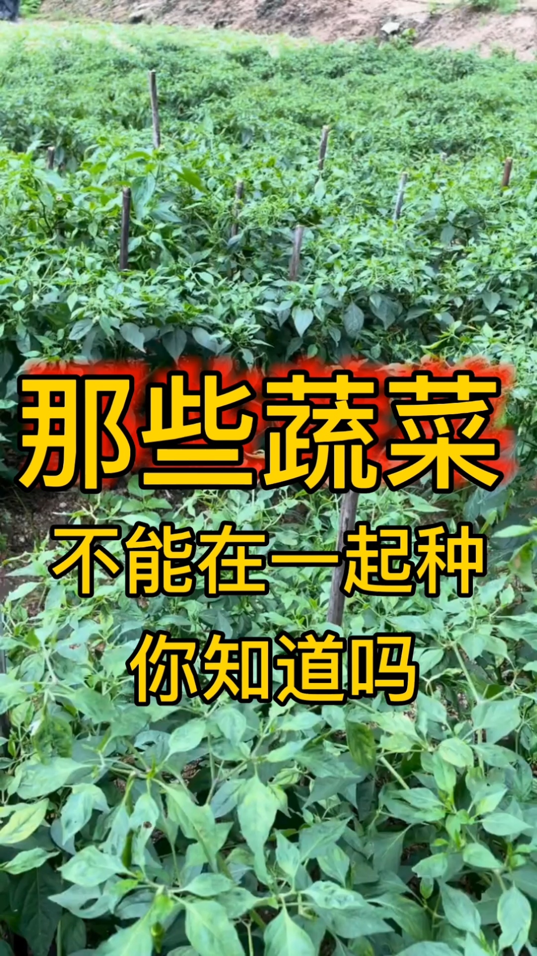 哪些蔬菜不能在一起种