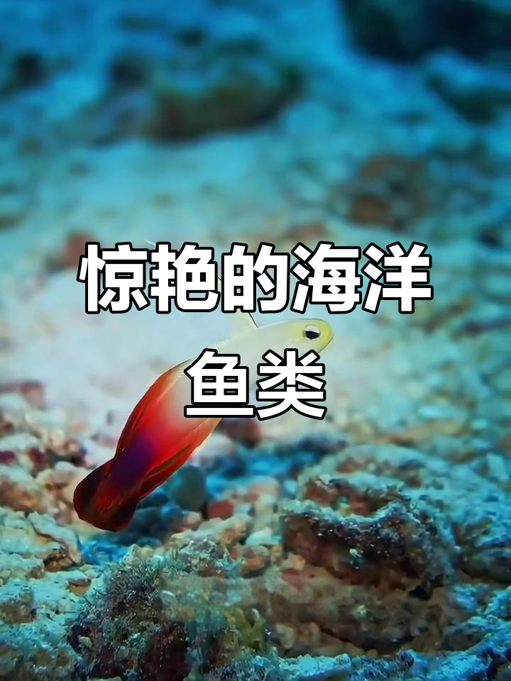 海洋生物大揭秘：这些鱼你见过吗？