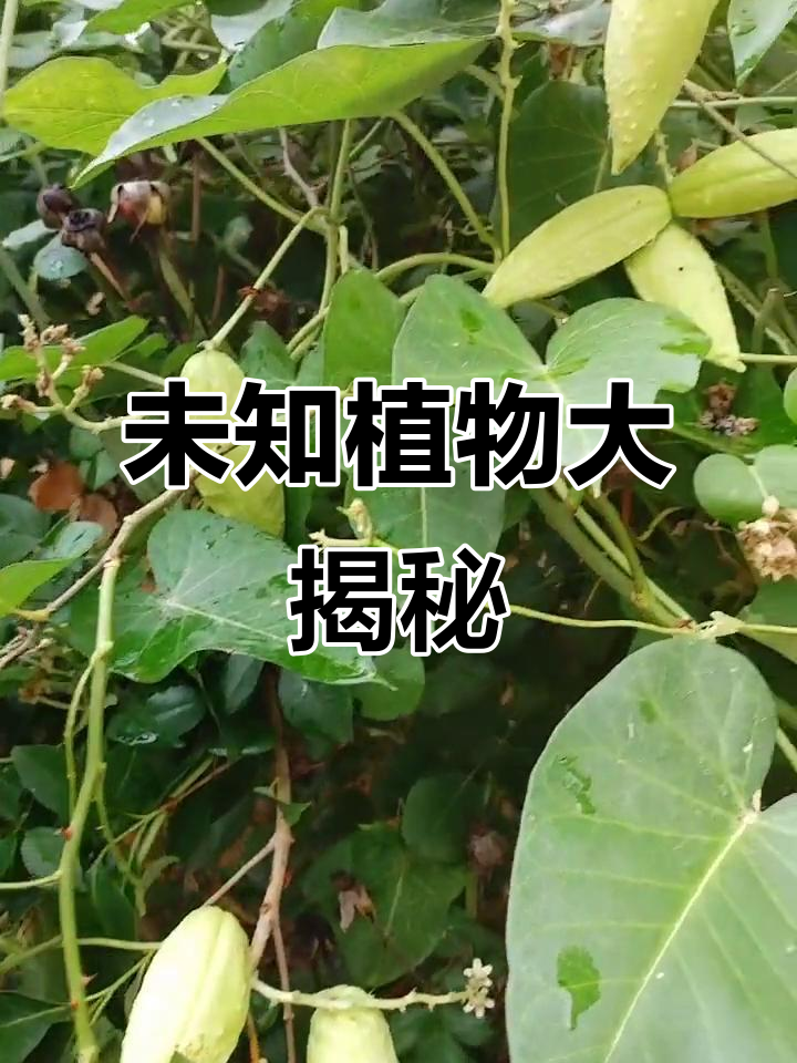 这是什么奇怪物种?开花像白花,内部却有硬壳和鱼鳞状物质
