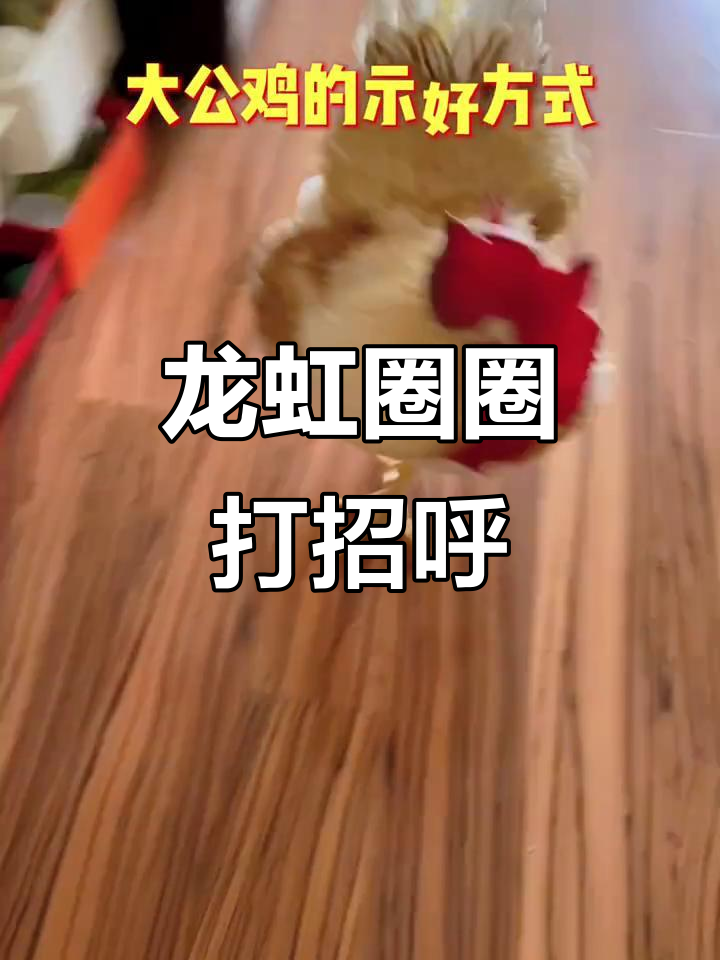 画龙彩虹打招呼,左右互动超有趣
