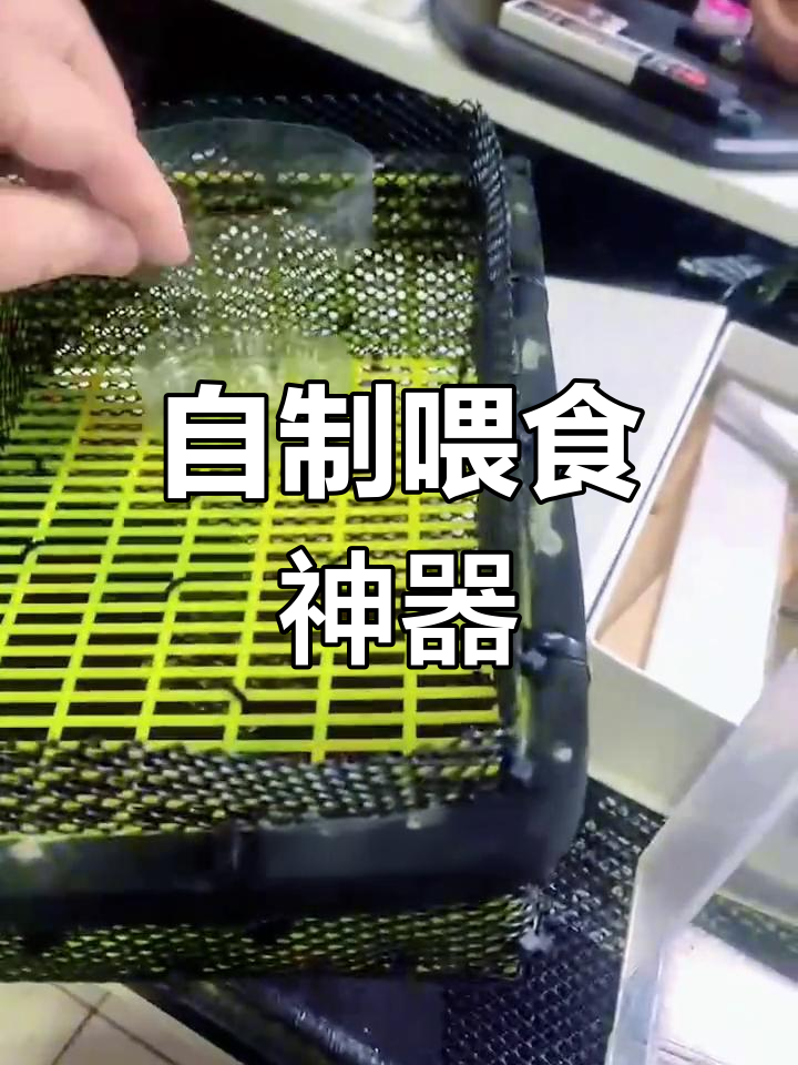 亲手打造喂食器,孔雀鱼吃得更欢了!