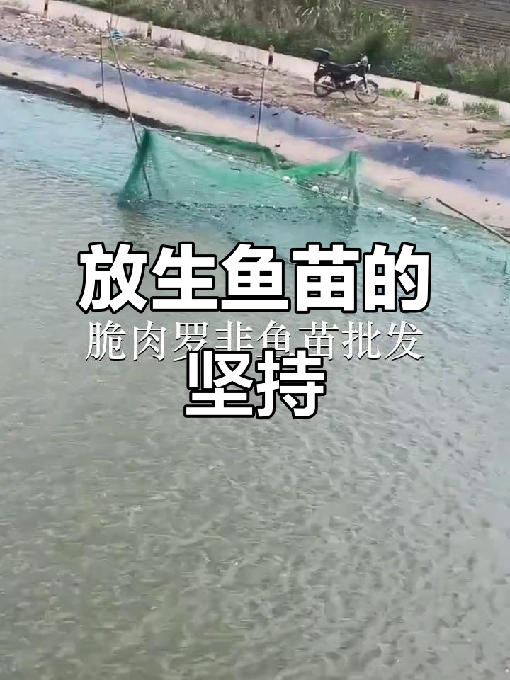 东莞桥头与惠州平潭鱼苗场:放生之路,难行却有路