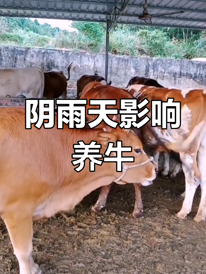 阴雨天气对牛的影响与球虫病