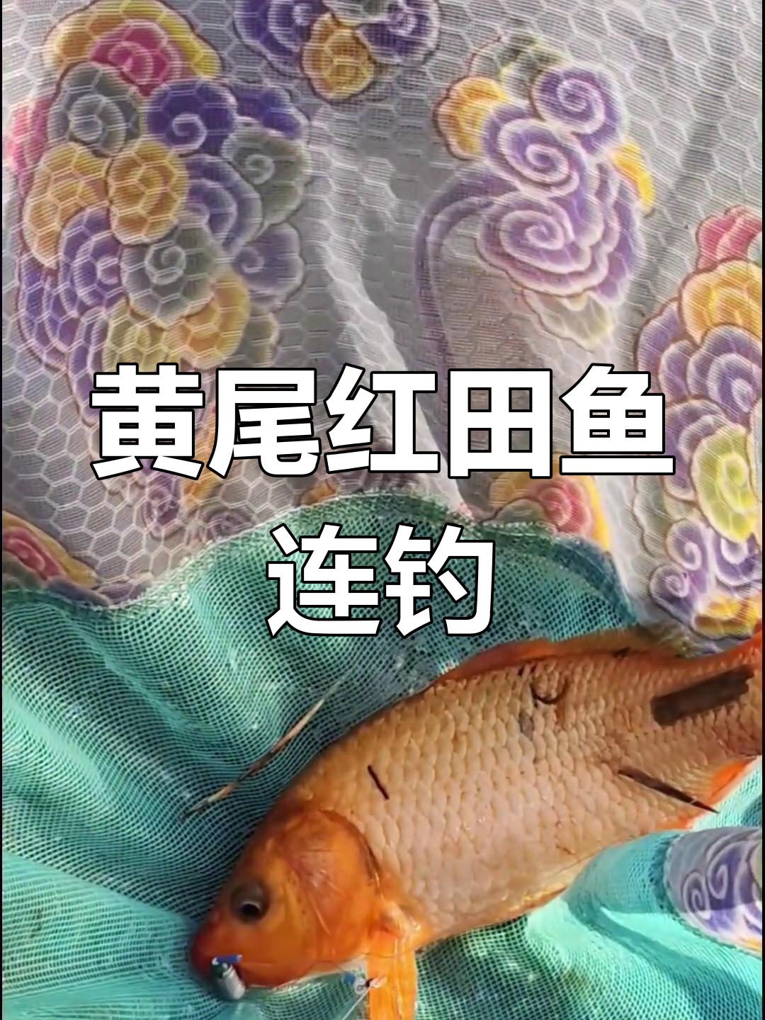 孙权大桥钓鱼爆护,黄尾红田鱼连连上钩