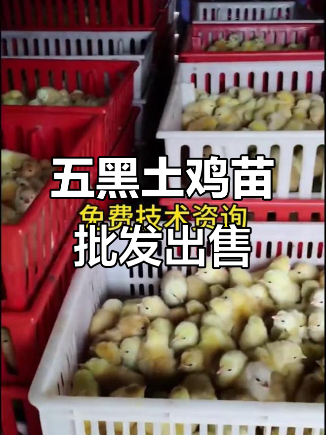 优质脱温鸡苗批发,五黑土鸡一日龄注射疫苗