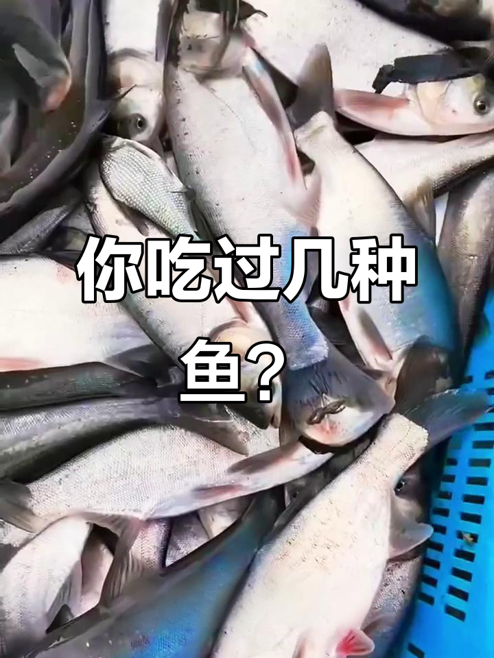 18种常见鱼类大揭秘,价格差异竟然这么大!