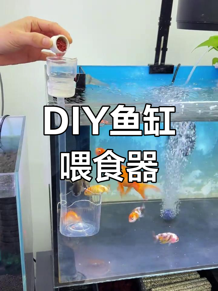 用废饮料瓶做鱼缸喂食器,鱼粮不落底砂,水质更干净