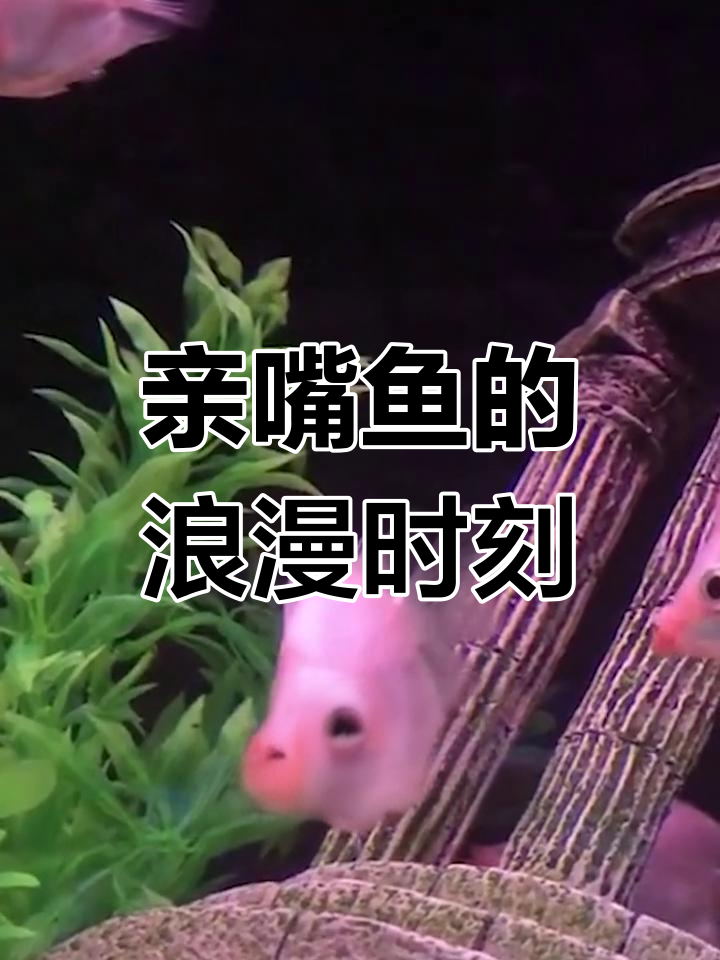 亲嘴鱼总是秀恩爱,真是甜蜜到不行!