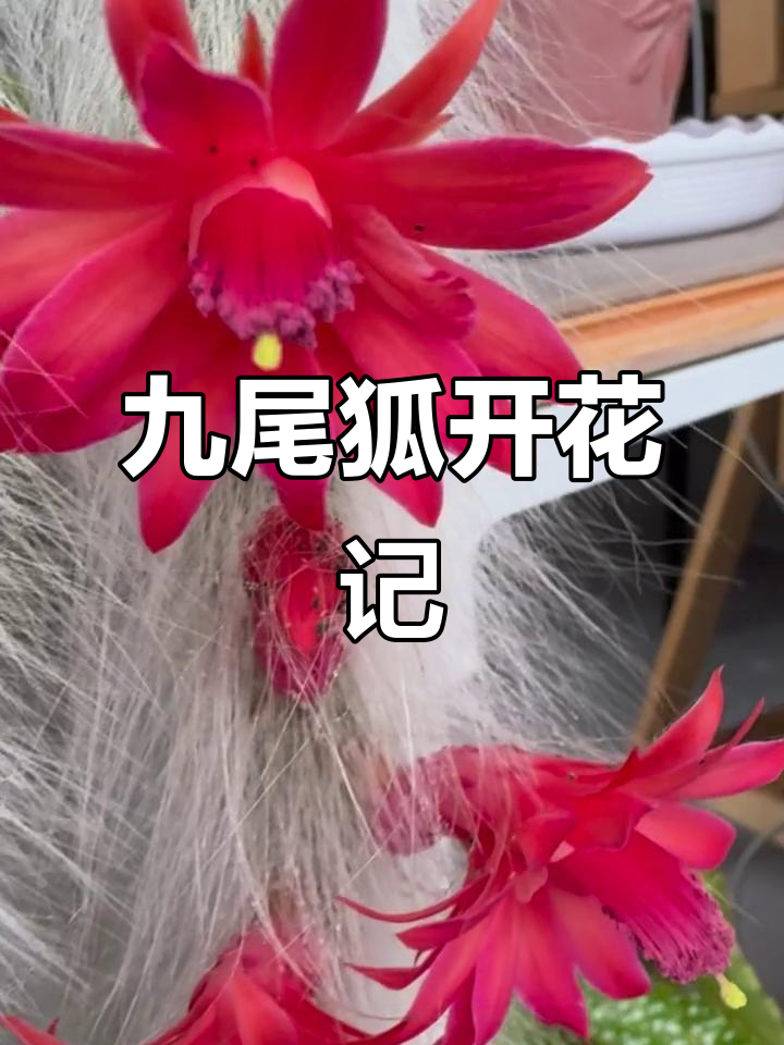 养了三年九尾狐多肉,终于开花了!