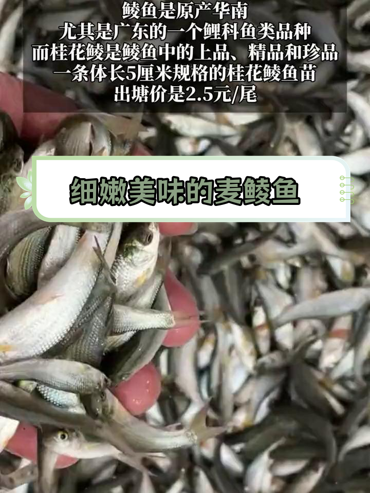 麦鲮鱼:七种鱼类构成的独特美味