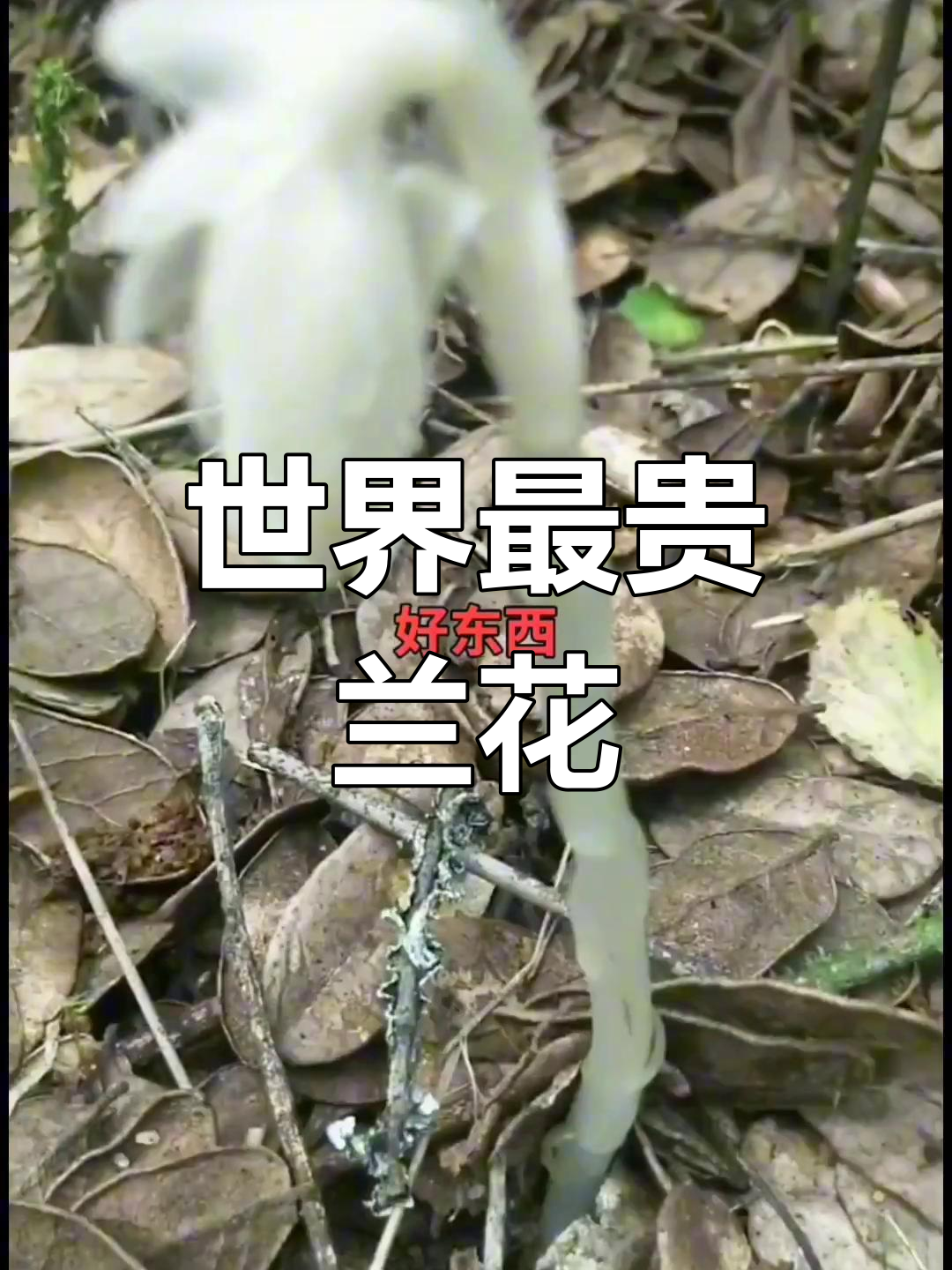 世界上最昂贵的兰花品种