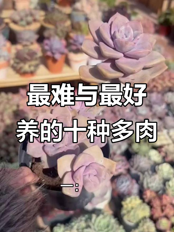 十大最难养和最容易照顾的多肉植物,看看你适合哪种?