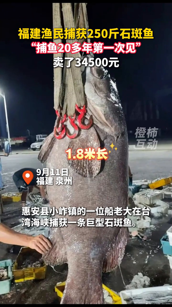 福建渔民捕获长1.8米重250斤石斑鱼,卖了34500元!