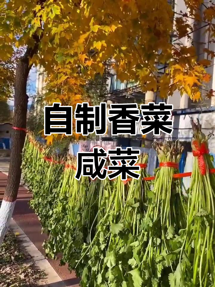 新鲜香菜腌制法,轻松保存一冬天