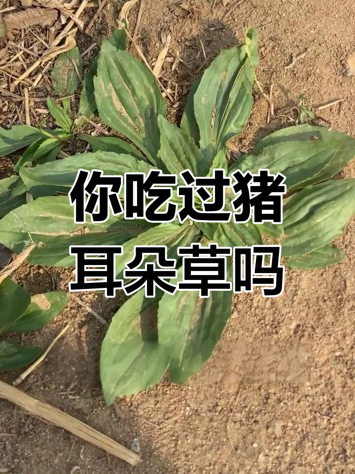 猪耳朵草,你尝过吗?这种美味野菜竟然这么有用!