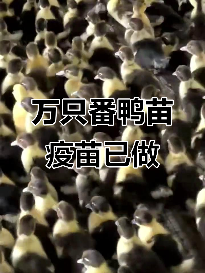 10,000羽番鸭火鸭苗,疫苗齐全,全国发货