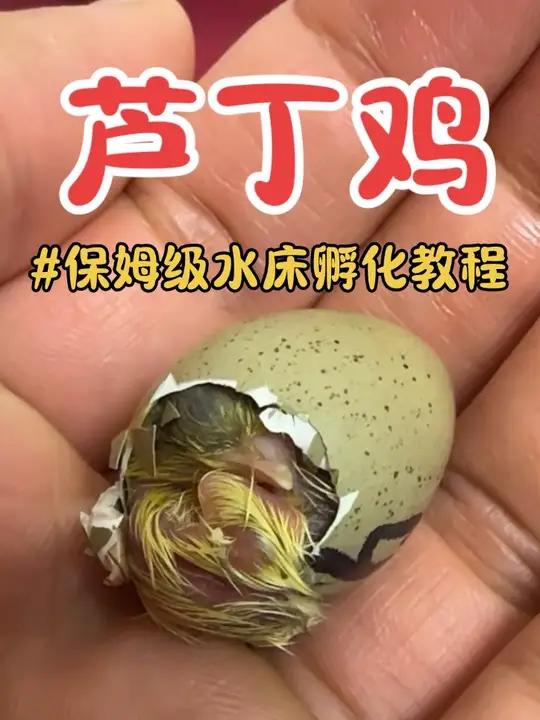 芦丁鸡水床孵化保姆级教程!