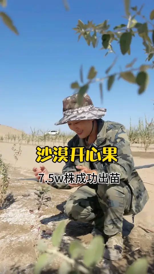 你敢相信吗，7.5万株开心果树苗在沙漠中茁壮成长 新疆 沙漠 三农
