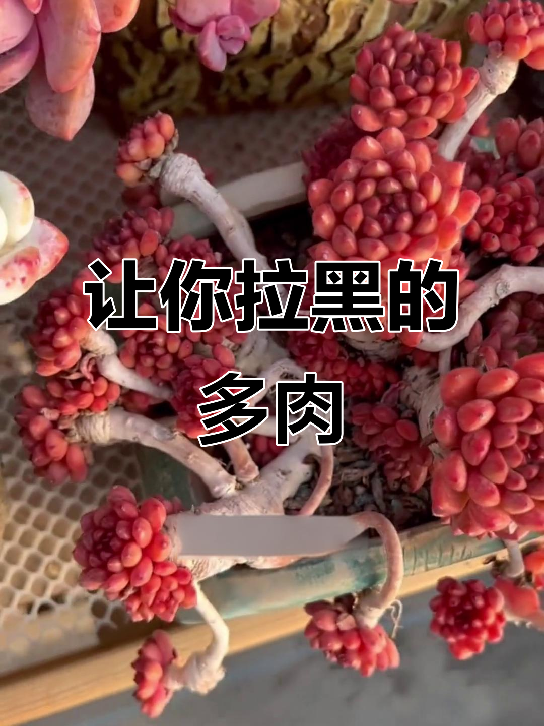 养一次就后悔的多肉植物,黑名单排名大揭秘