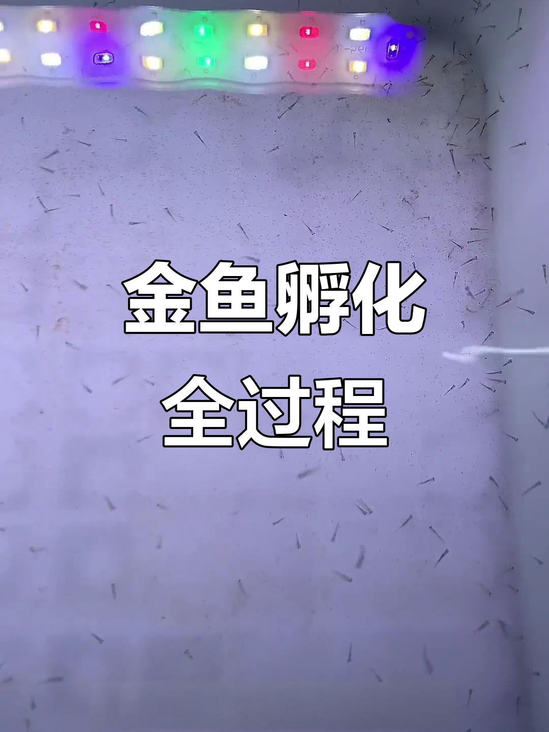 泰狮金鱼孵化大揭秘，鱼苗成长全纪录