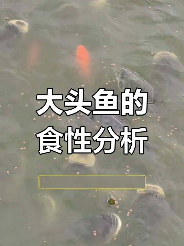 大头鱼吃什么饲料?了解它的食物偏好和喂养技巧