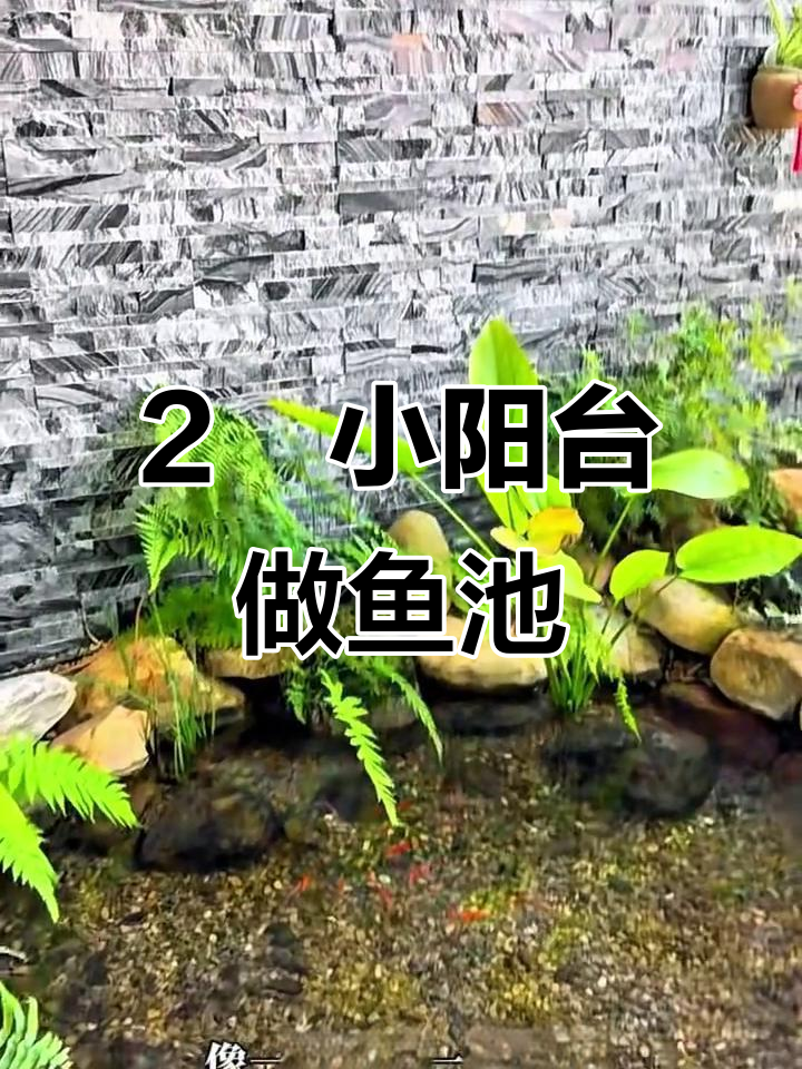 小阳台变鱼池,清澈见底,绿植点缀太美了