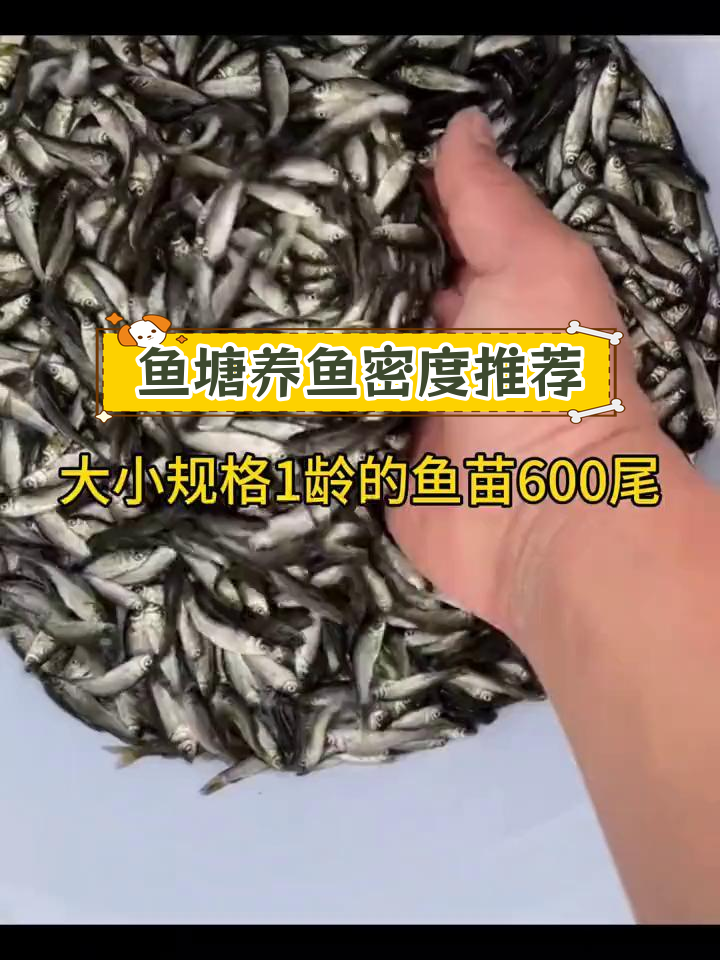 一亩鱼塘放多少鱼苗最合适?