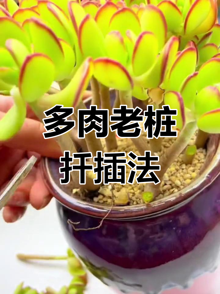 老桩多肉扦插技巧,轻松繁殖更多