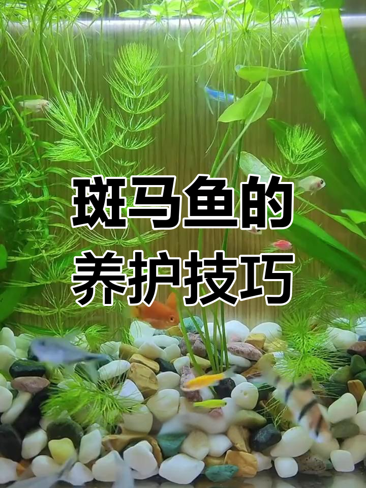 如何正确饲养斑马鱼,避免死亡