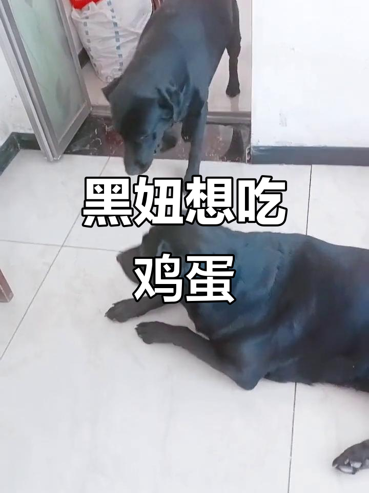 黑妞馋鸡蛋,表情超可爱