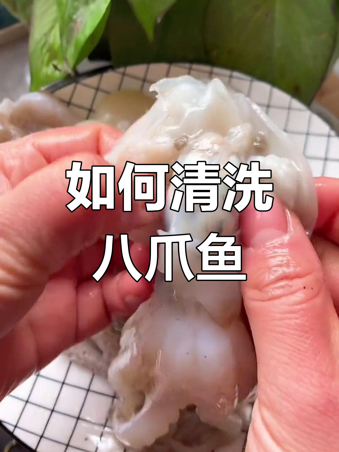 八爪鱼清理全攻略