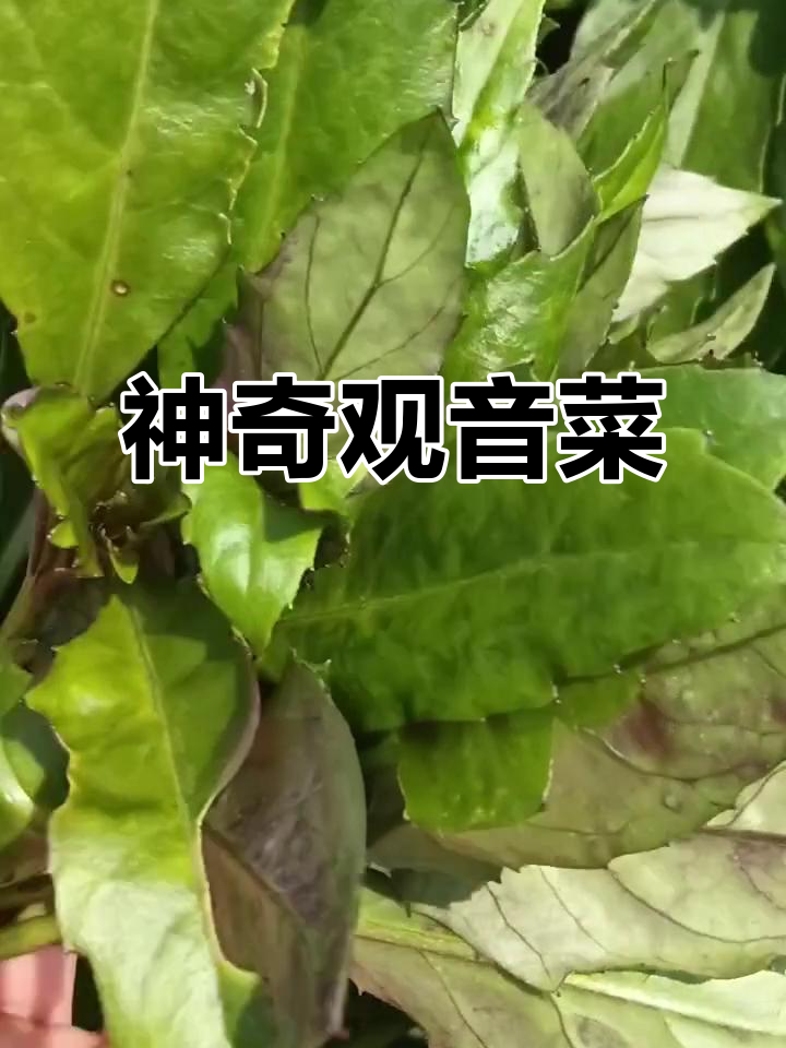 探秘观音菜:深山珍品,营养满满