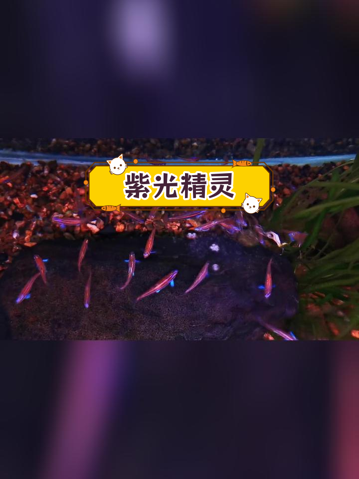 彩虹美洲鱥:俯视视角的美丽原生鱼
