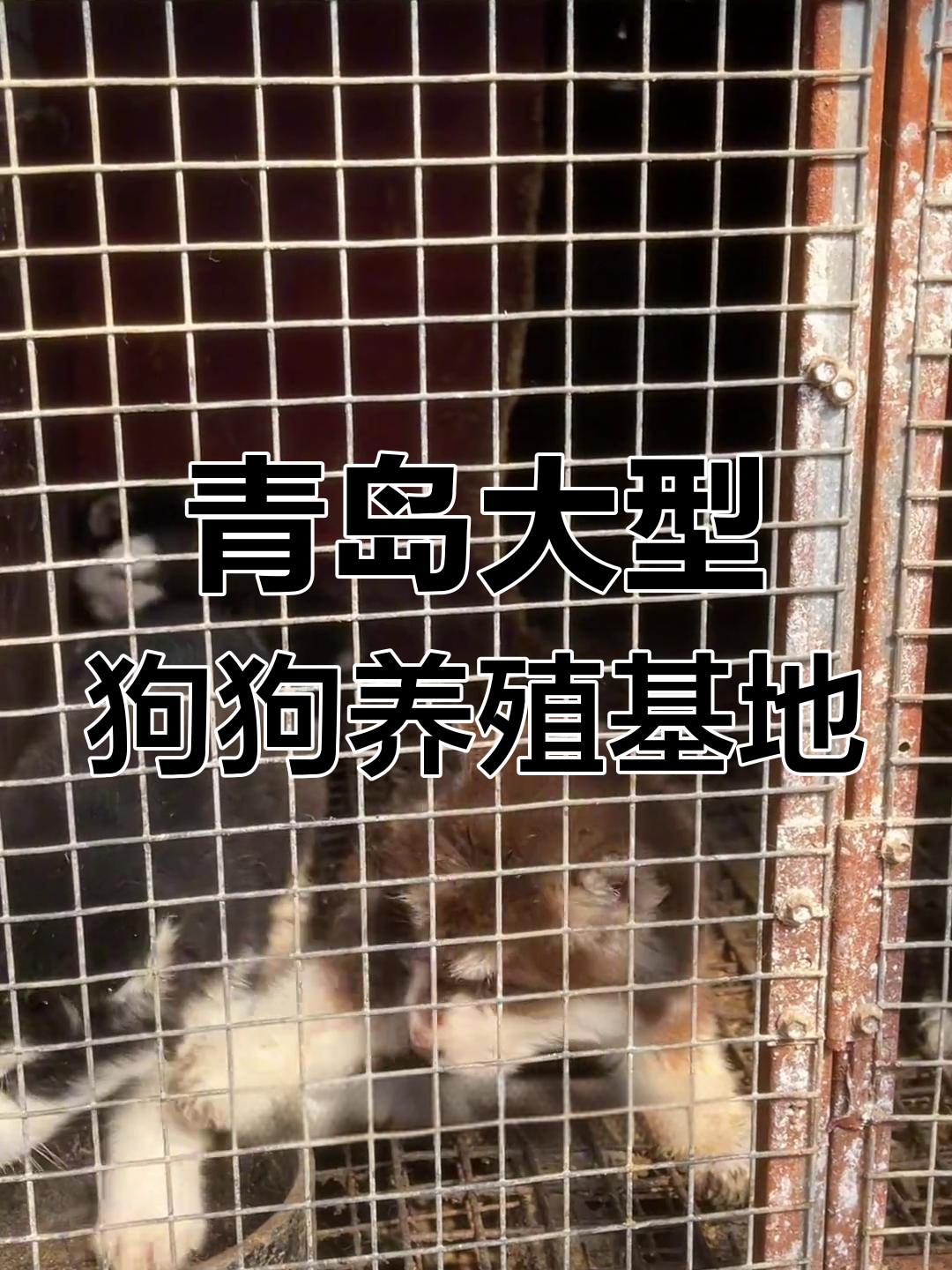 山东青岛最大养殖基地探秘,小狗品种多样,价格惊人