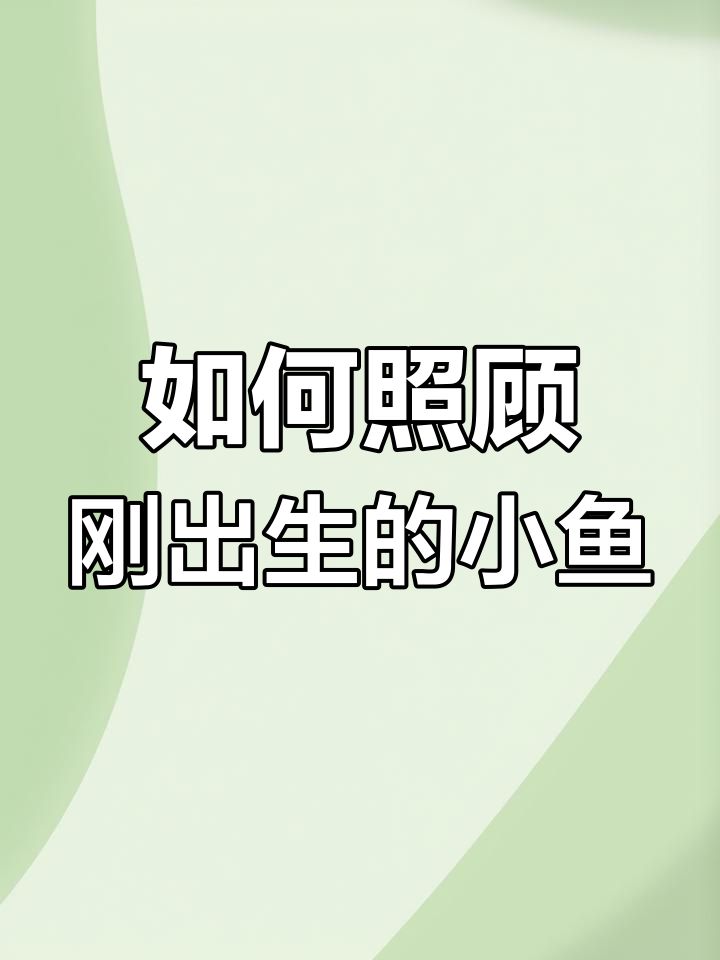 迷你鹦鹉鱼产卵后如何处理?