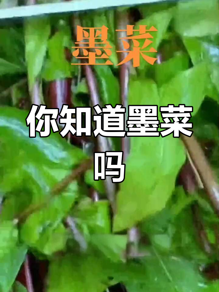 墨菜:农村常见却鲜为人知的宝藏植物,你认识吗?
