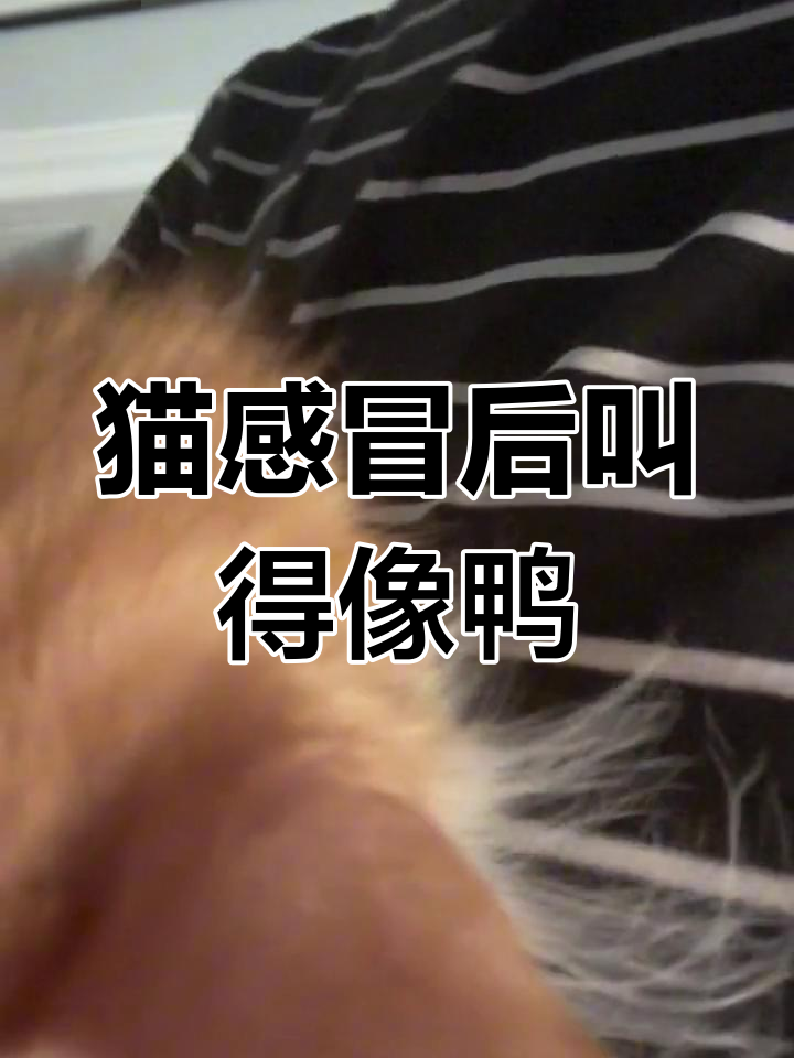 猫咪吹空调竟然感冒了,叫声像极了鸭子
