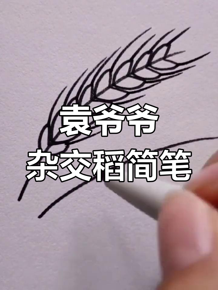 用简笔画致敬袁隆平,学会杂交水稻的画法