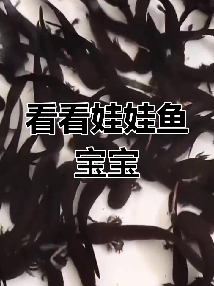 近距离观察娃娃鱼幼苗