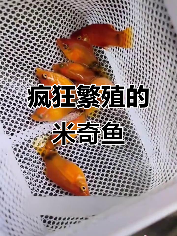 这种热带鱼，繁殖力惊人，一个月能产几十只小崽！