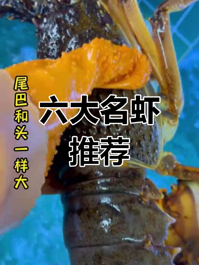 六种常见大龙虾品种解析