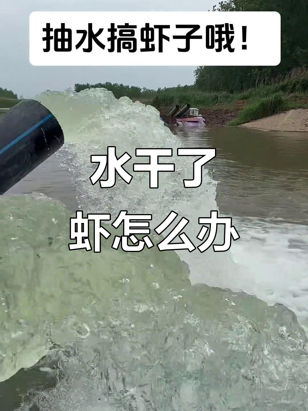 抽水干涸农田,虾子还能生存吗?