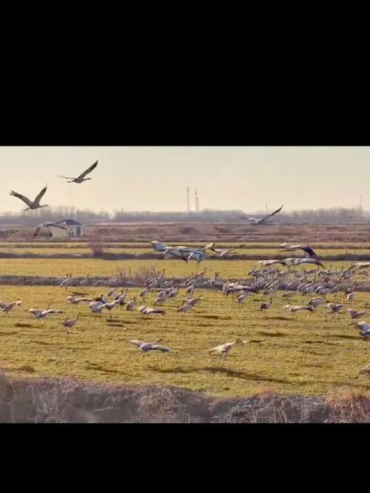 灰鹤如何诠释鸡翅根为什么好吃?灰鹤是一种大鸟,单只重量在4.5至6公斤。栖息于草地、湖泊、